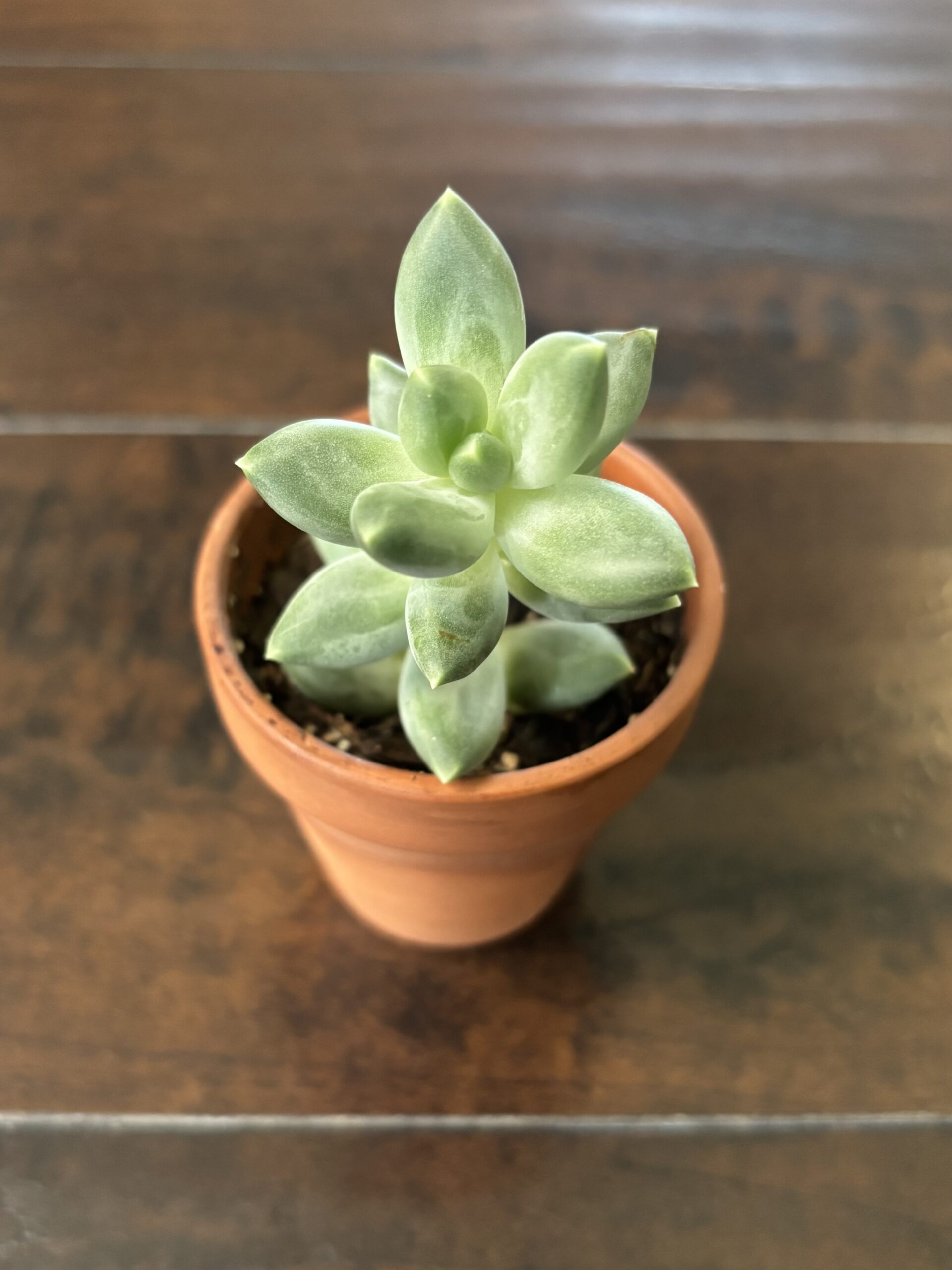 Mexican Snowball Succulent - Terra Cotta Pot