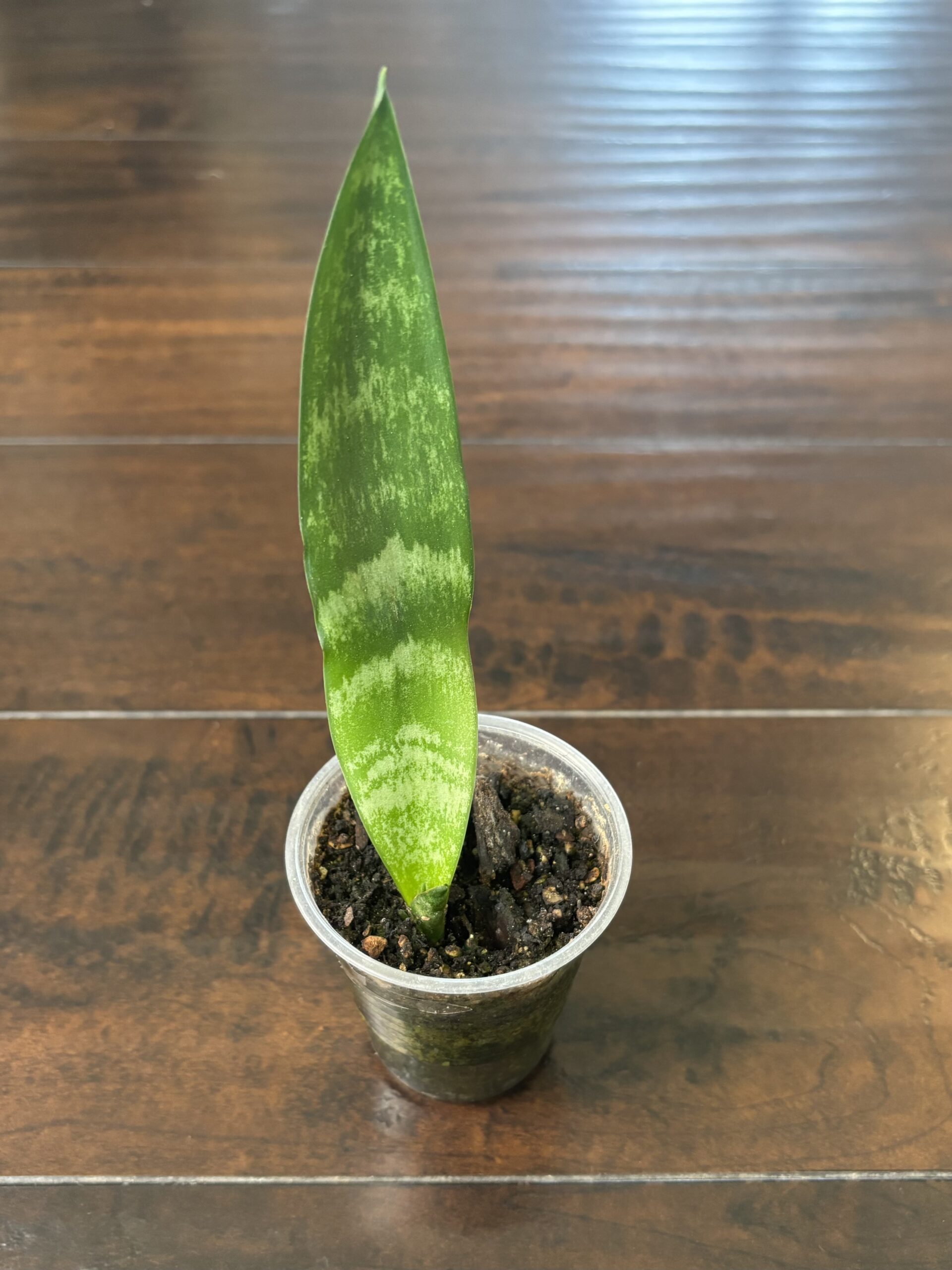 Snake Plant - Small