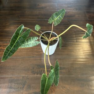 Philodendron 'Billietiae'