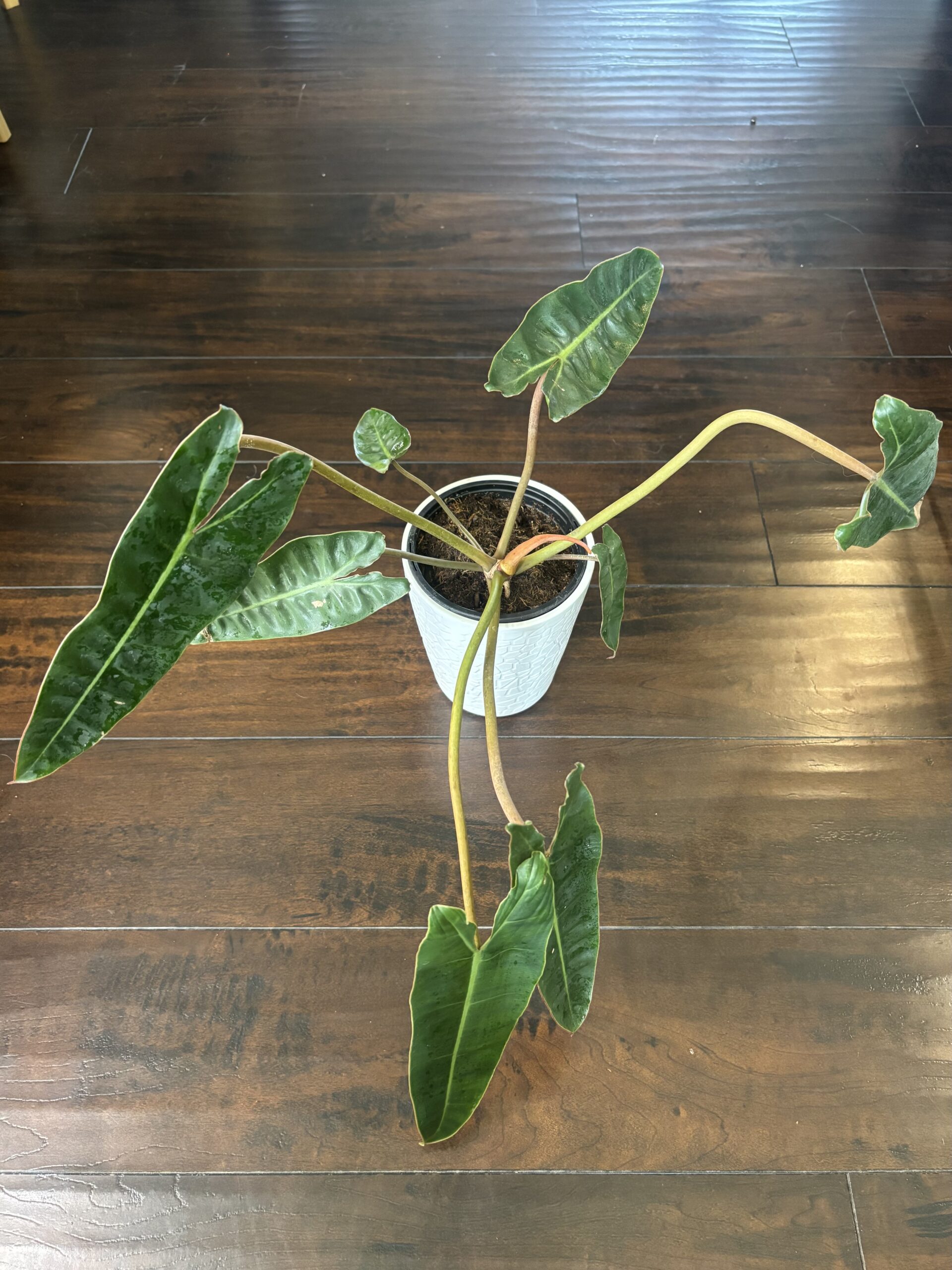 Philodendron 'Billietiae'