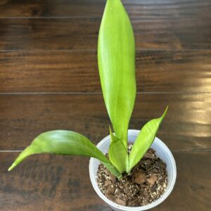 Snake Plant - Large