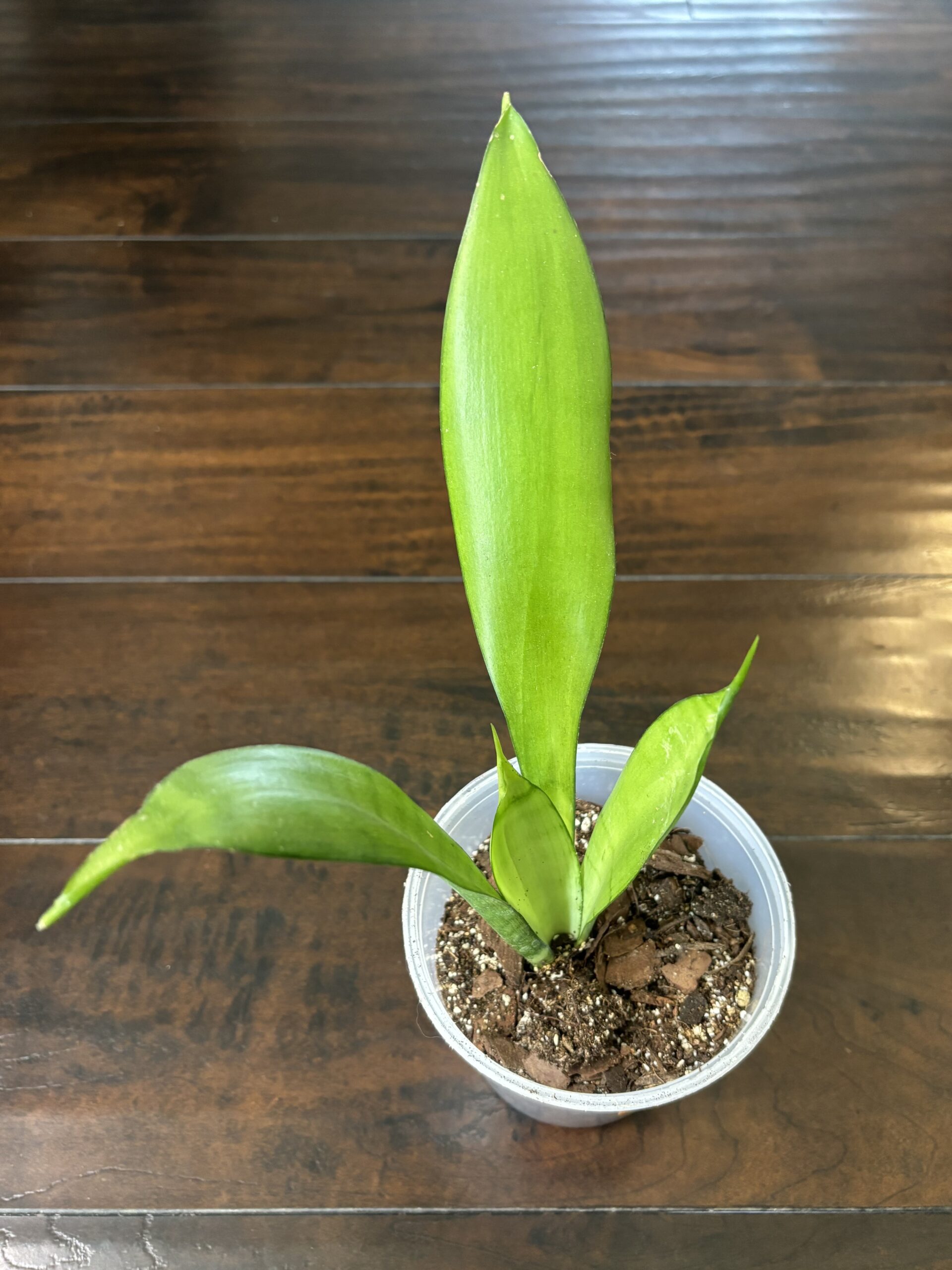 Snake Plant - Large