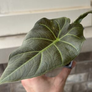 Alocasia Regal Shields